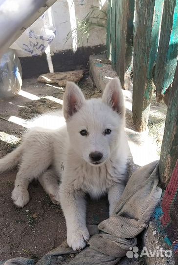 Щенята в добрые руки