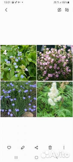 Многолетние садовые цветы