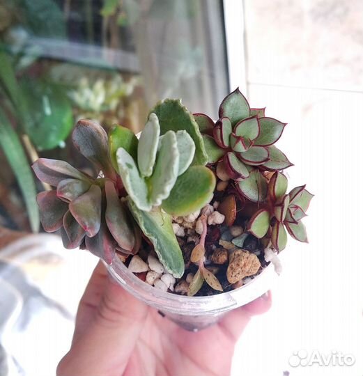 Суккуленты садик/флорариум