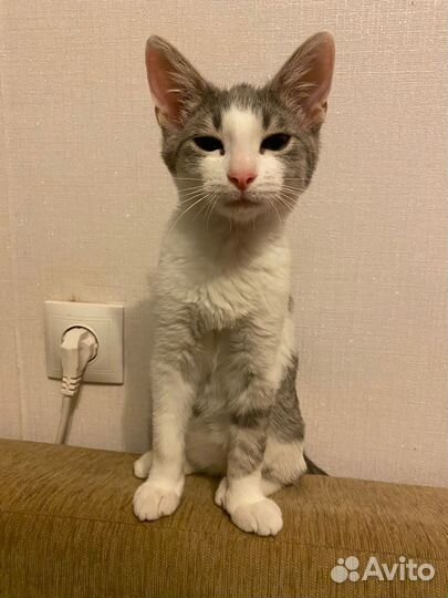 Котенок девочка