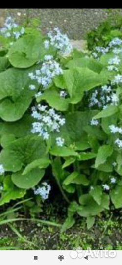 Цветы для сада