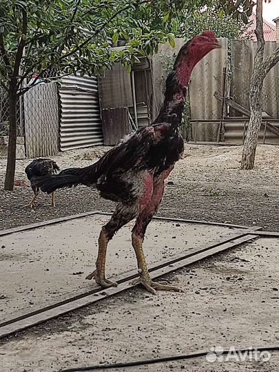 Бойцовые птицы