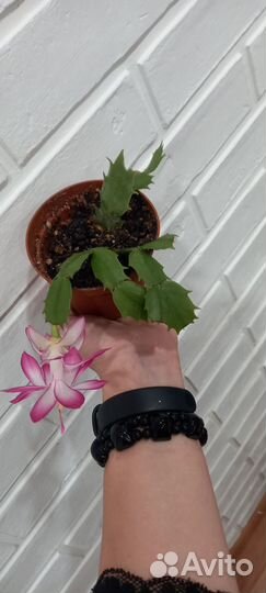 Декабрист (шлюмбергера)