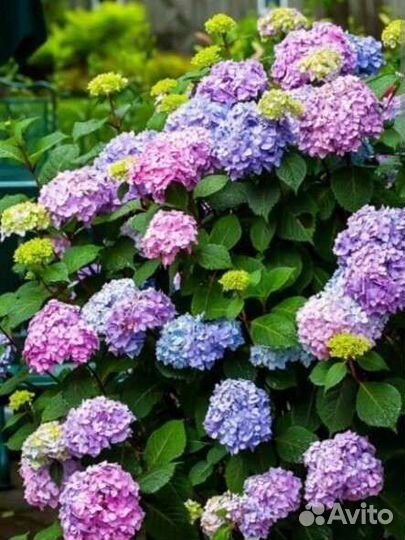 Гортензия Бесконечное лето