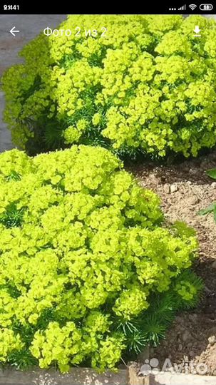 Многолетние цветы