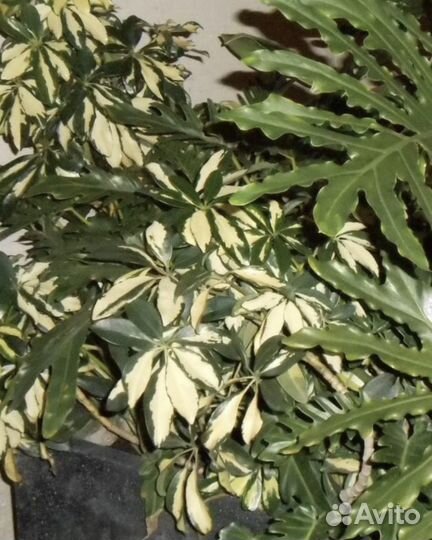 Цифровой фотоаппарат Nikon Coolpix S2700