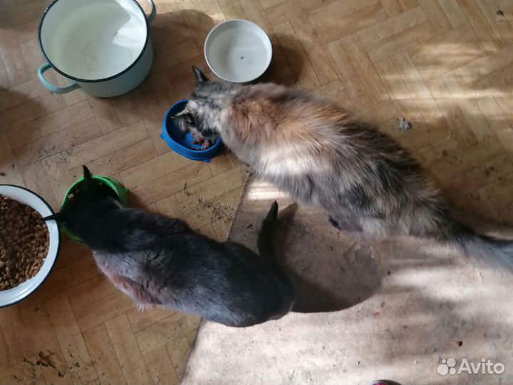 Кошка трехцветная в добрые руки