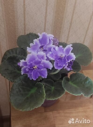 Сортовые фиалки