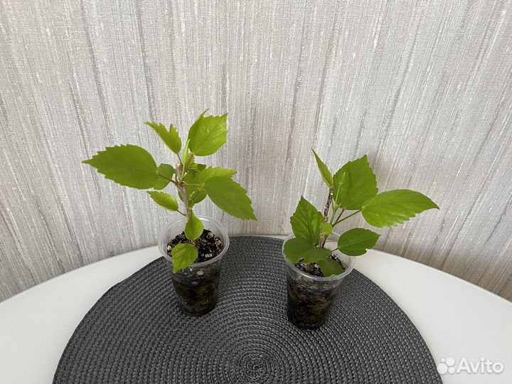 Гибискус сортовой / комнатный цветок