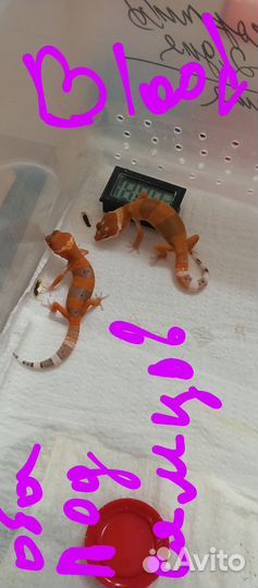 Эублефарчики