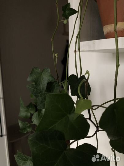 Плющ Хедера