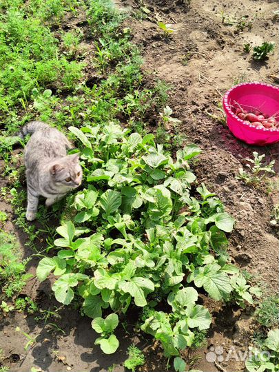 Кошка в дар