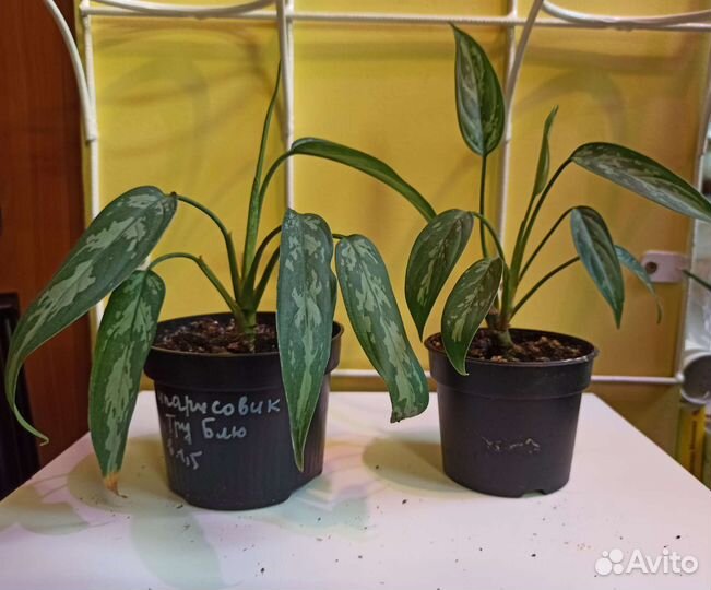 Комнатные цветы