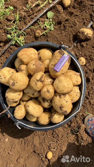 Продам картофель оптом