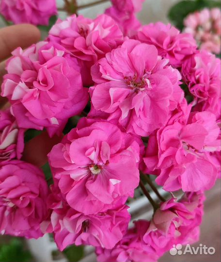 Пеларгонии