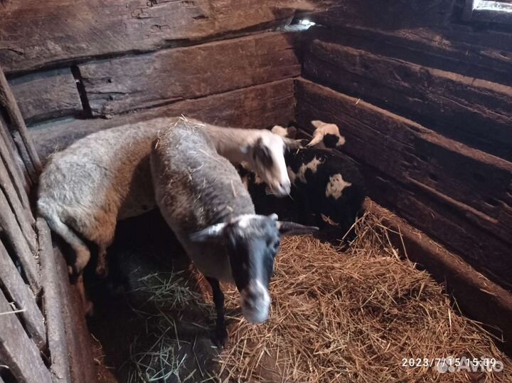 Овцы с ягнятами