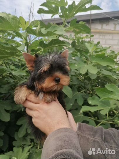 Девочки и мальчики йоркширский терьер. Доставка