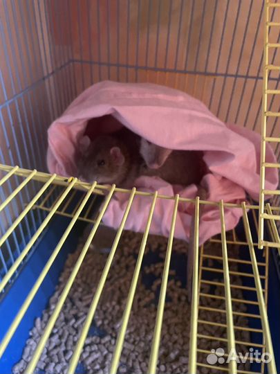 Крыса дамбо с клеткой