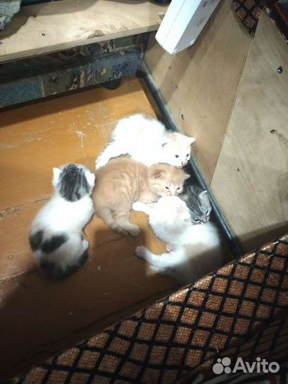 Котята отдам в добрые руки