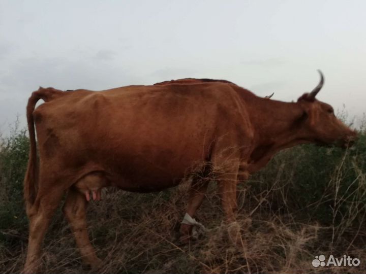 Коровы и бычки