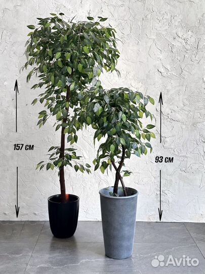 Искусственный фикус