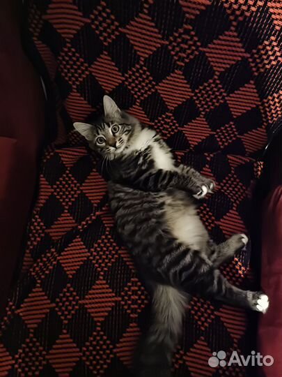 Котенок в добрые руки