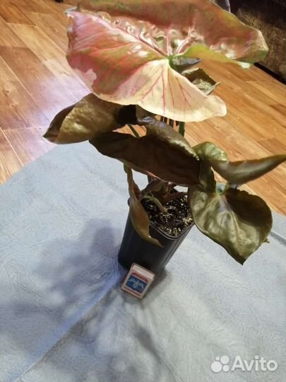 Сингониум клубничный лед