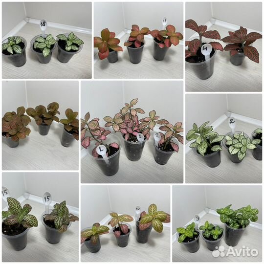 Фиттонии комнатные цветы