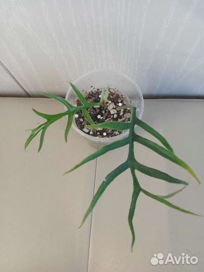 Эпипремнум, Сингониум, Филодендрон