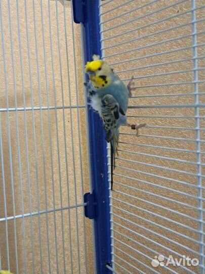 Хагоромо попугаи крестед(хохлатый) + носители хаго