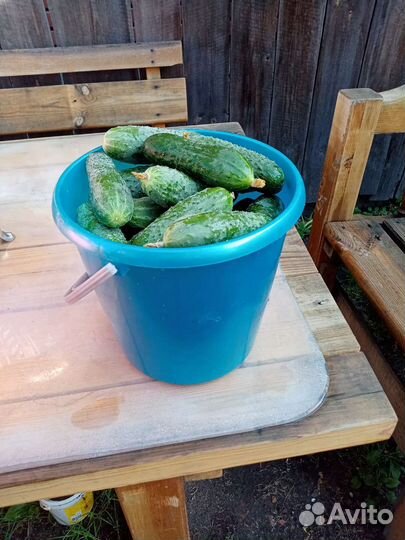 Огурцы домашние