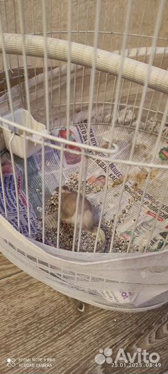 Амадин девочка