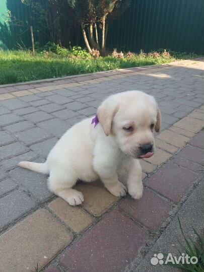 Лабрадоры девочки и мальчик