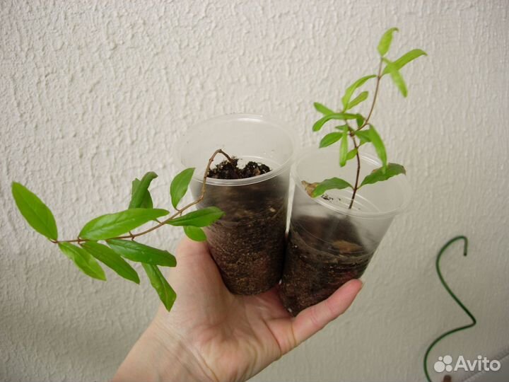 Домашние цветы съедобные и декоративные