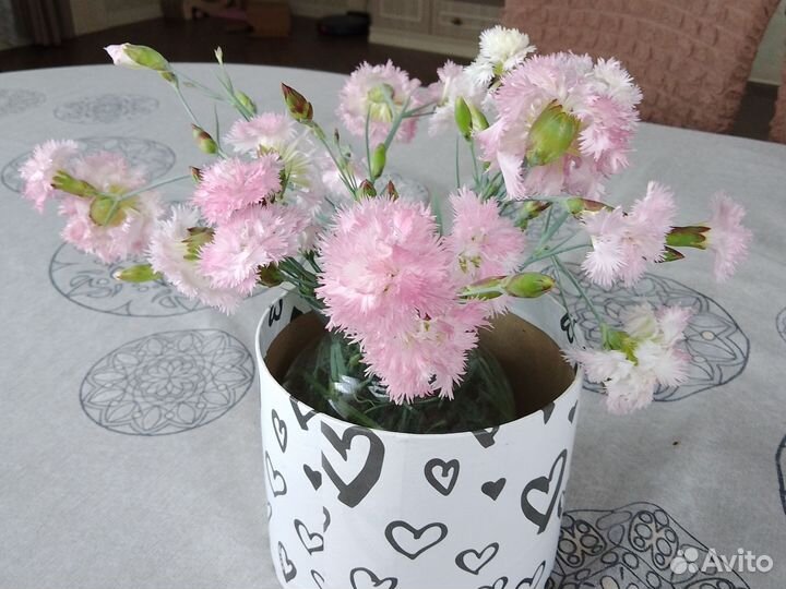 Гвоздика многолетняя