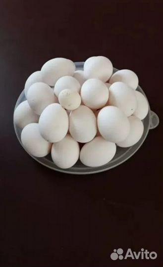 Яйцо белой несушки Ломан лс, Супер ник,Декалб