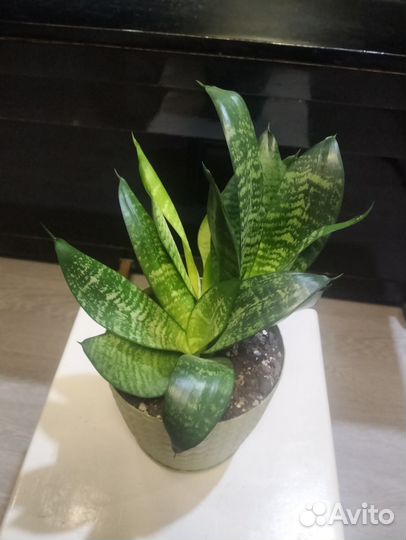 Цветы: Сансевиерия