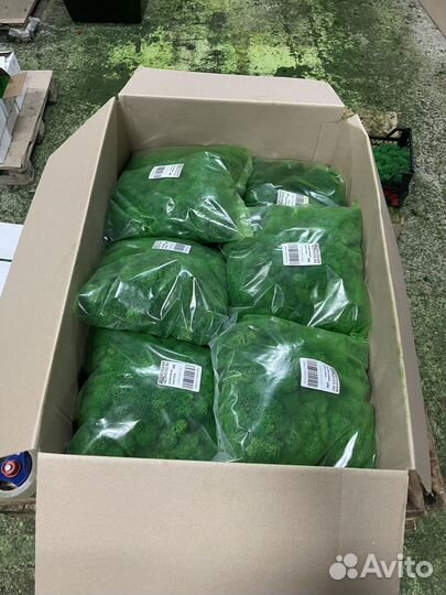 Стабилизированный мох ягель Оливковый