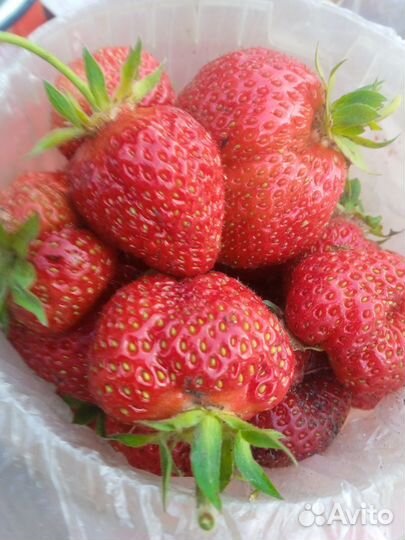 Виктория свежая ягода сбор сегодня