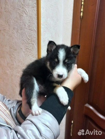 Щенки в добрые руки