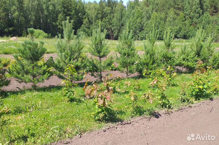 Сосна обыкновенная