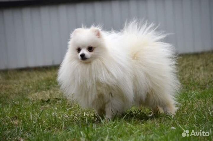 Померанский шпиц мальчик