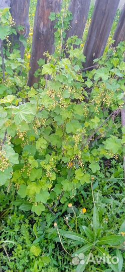 Смородина черная и красная,отростки