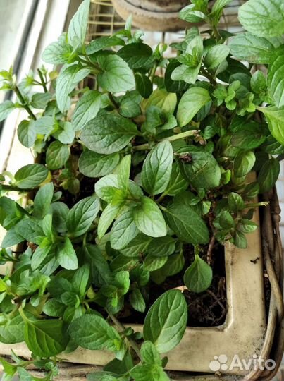 Мята комнатная