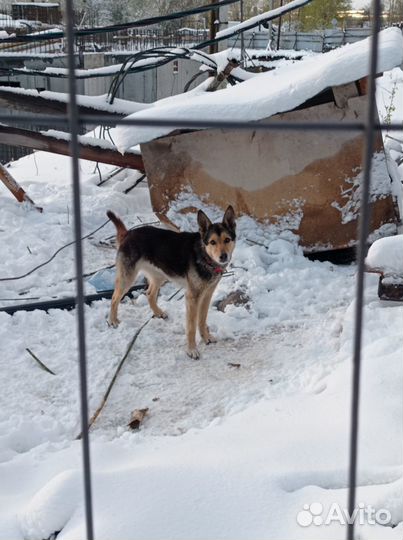 Пес в добрые руки