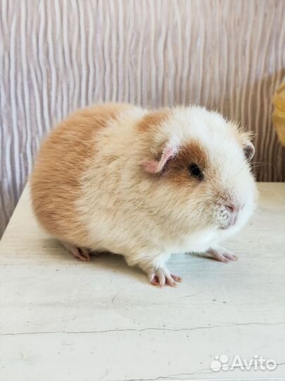 Морская свинка американский тедди