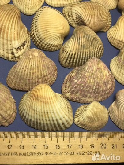 Рапаны, ракушки