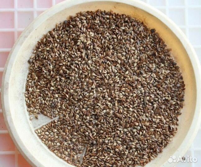 Семена ели на заказ