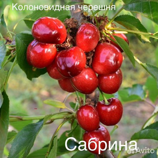 Саженцы колоновидные и не только