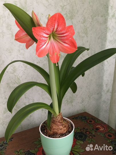 Гиппиаструм